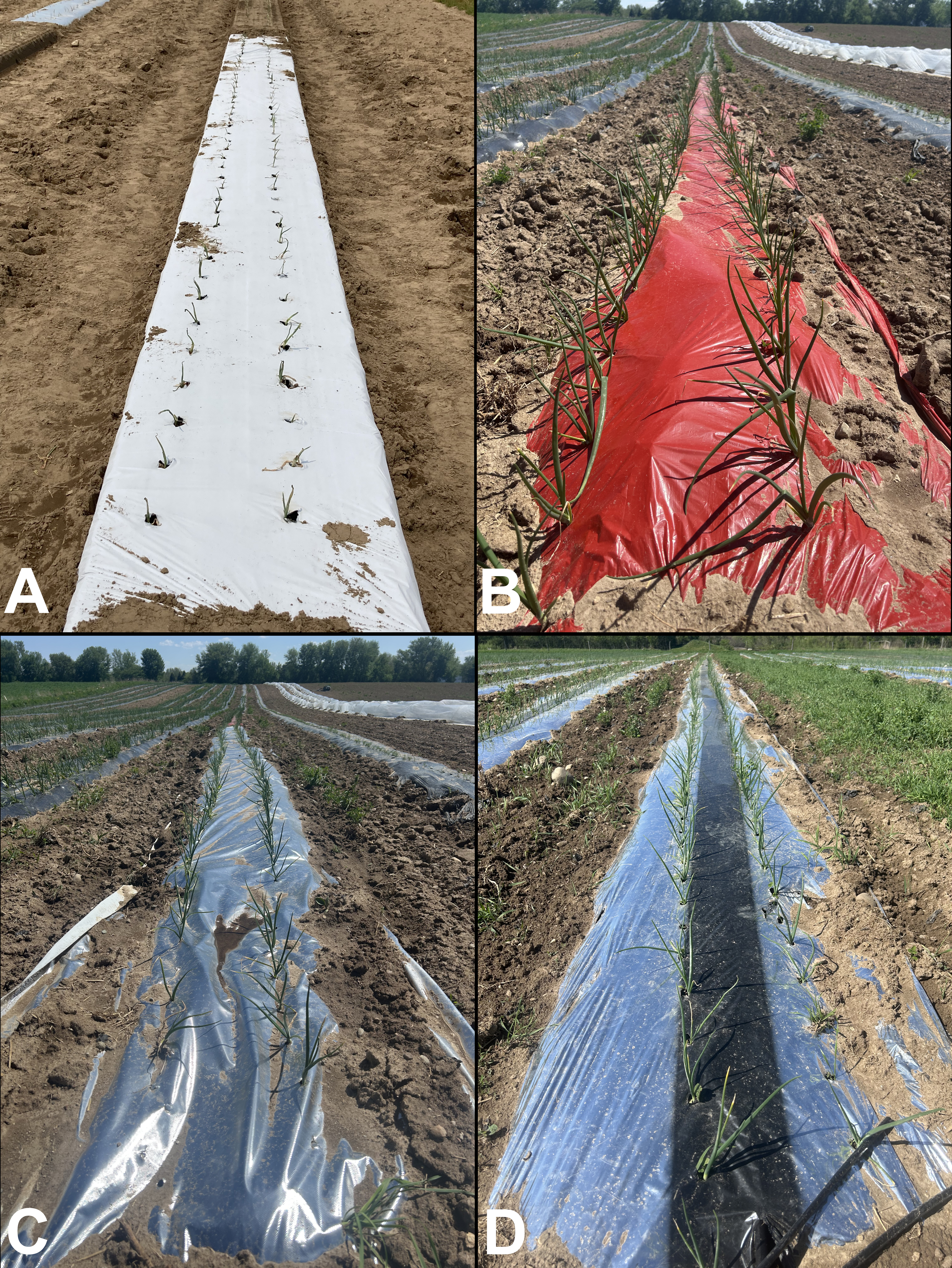 Different kinds of mulches.jpg